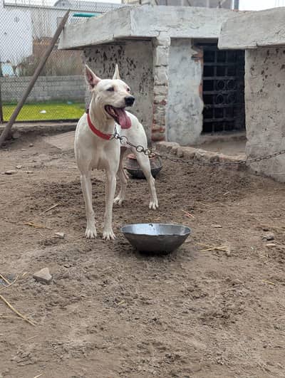 gultair female age 2 year bredar