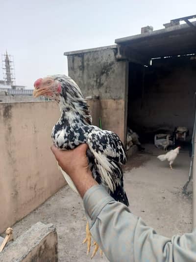 Aseel Heera nasal Chena patha