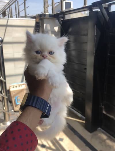 Punch face semi piki face kitten awailable