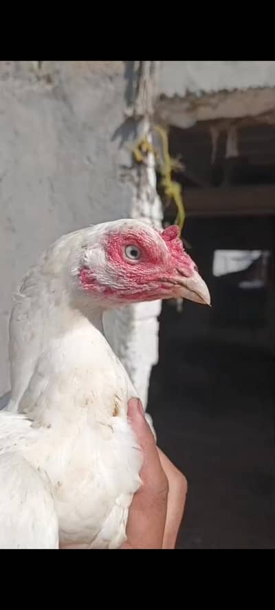 2 heeri madiyan for sale