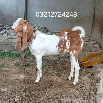 makachini bakra. pateri bakri wiht female kid. tapribakri