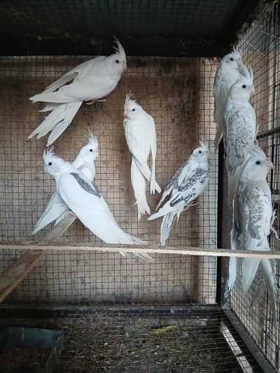 Eno Pied Cockateils For Sale