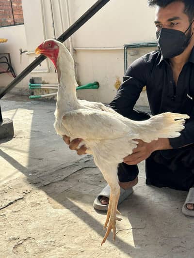 Gernan o. shamo / Japanese o shamo