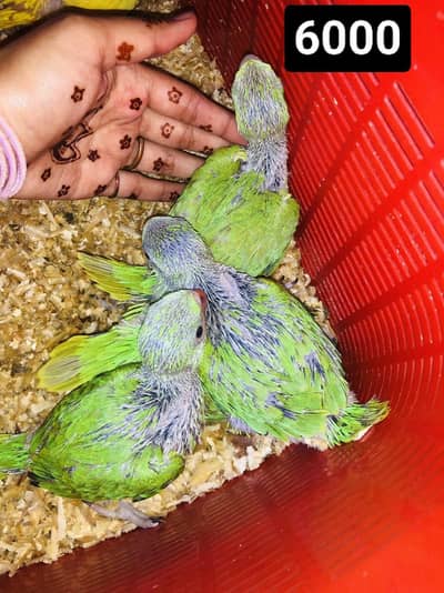 yellow and green baby