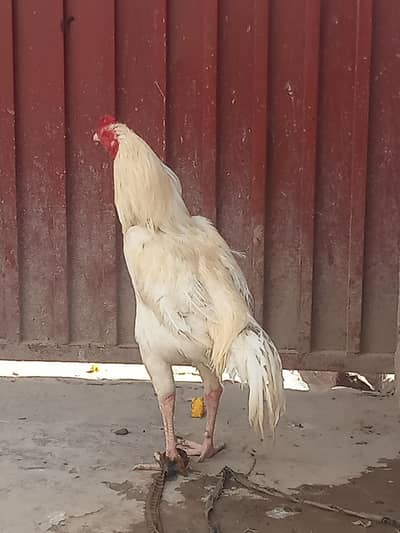 بہت زبردست مرغا  ہے