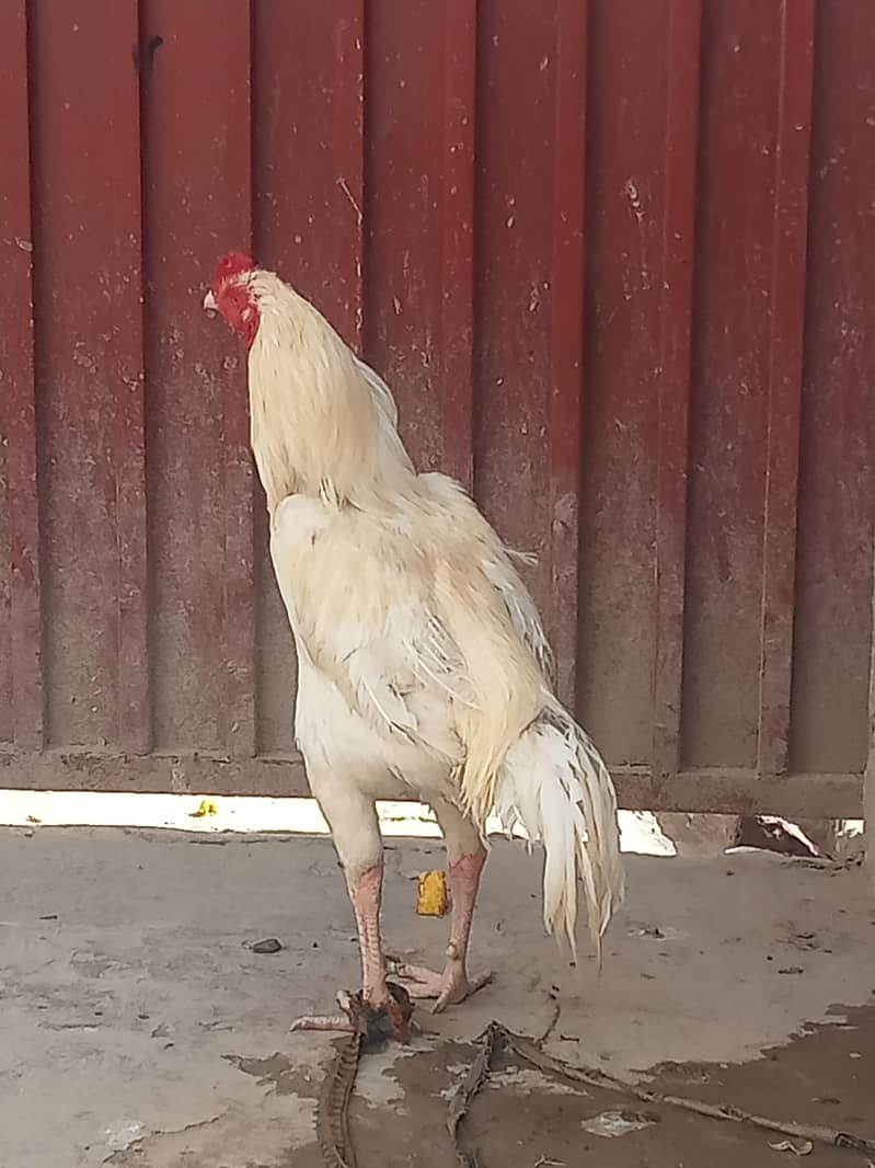 بہت زبردست مرغا  ہے 0