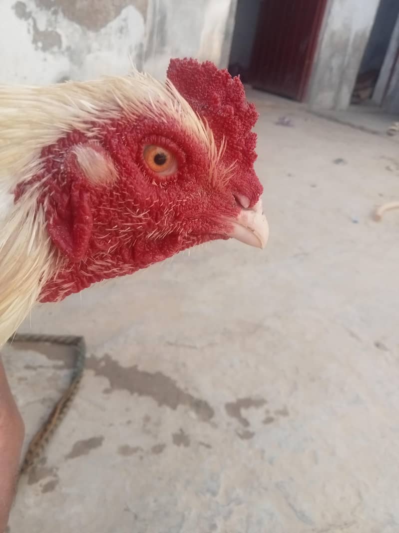 بہت زبردست مرغا  ہے 1
