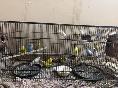 Budgies for sale australian