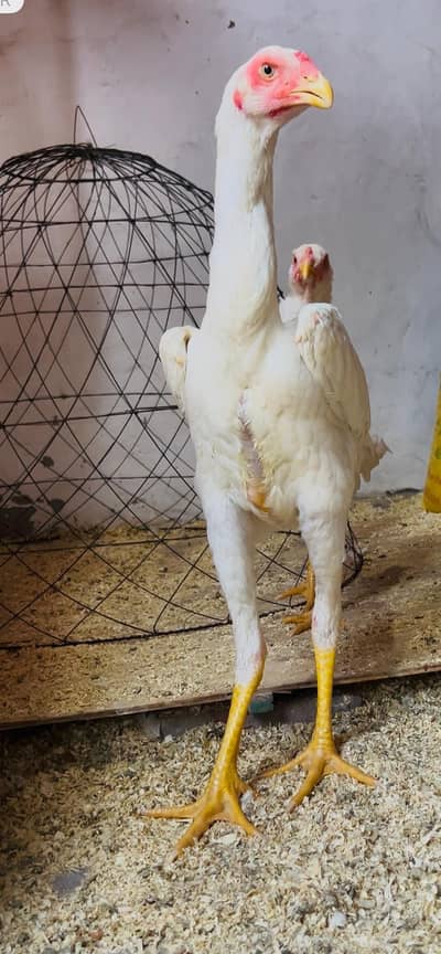 white shamo for sale 03134098566