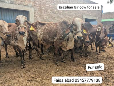 Brazilian Gir cows for sale