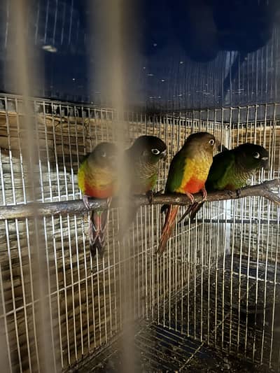 1 Pineapple conour  and 3 green pineapple conour