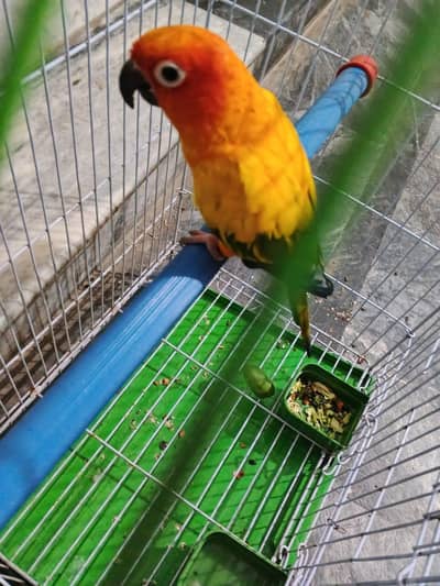 2. cage and parrot