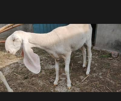 kachli ghulabi female crossed