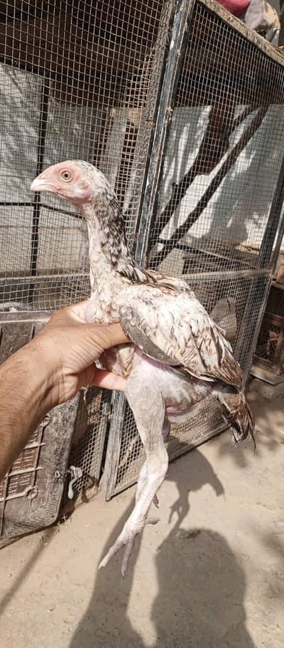 2 chiks mail top quality