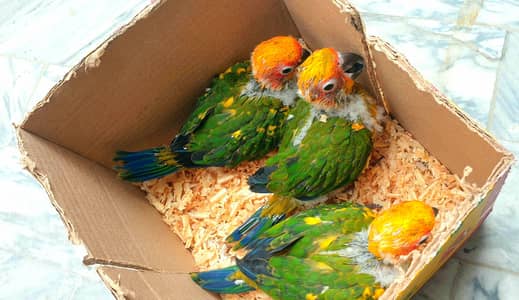 Red factore coved Chikx