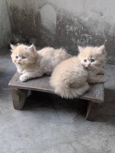 pure Persian kitten / Near to piki / Triple coated/ Cat baby