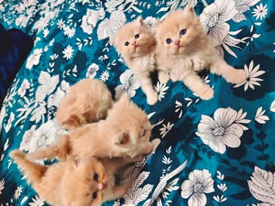 pure Persian kitten / Near to piki / Triple coated/ Cat baby