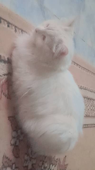 White colour triple coated male cat