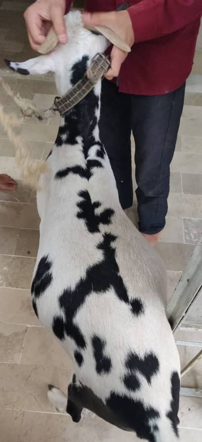 fresh 2 dant khassi bakra teddi ablack white eyes pink nose