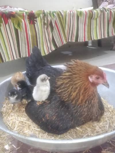 For sale chicks and hen