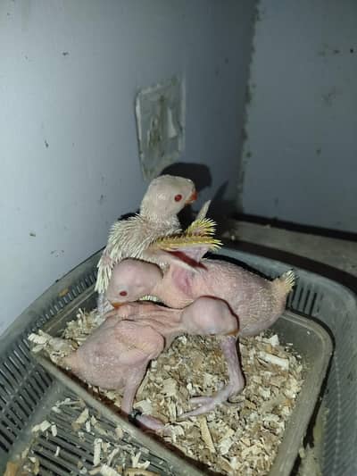 Yellow Ringneck chicks / Creamino Ringneck  Chick