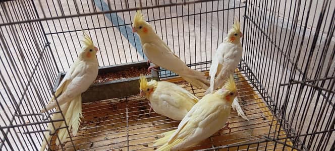 cocktail common white baby's