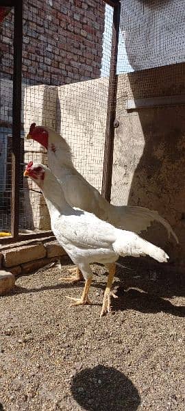 Japanese O white Shamoo