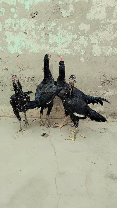 pure aseell set 3 pathian 1 patha