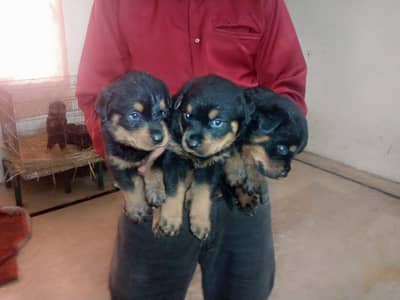 Male and female available