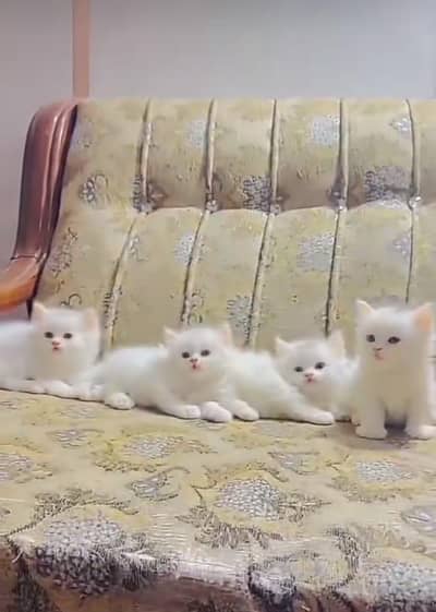 Cat Persian Persian kittens Blue eyes long hair 03/40\58/786\97}⁠:⁠‑⁠)