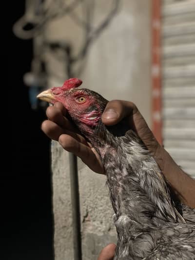 Aseel for sale Pakistani vait cross