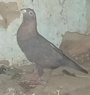 FANCY KABOUTER DIFFERENT BREEDS sale or wchange