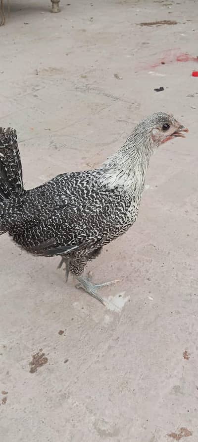 Egyptian Fayoumi Chicks