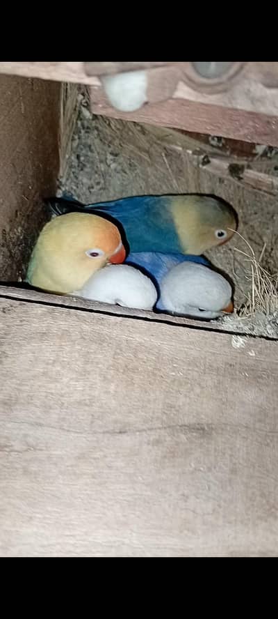 parblue opaline pall fallow