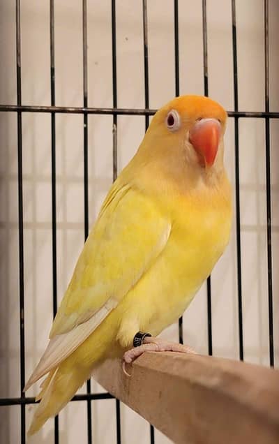 albino or cremino or fisher