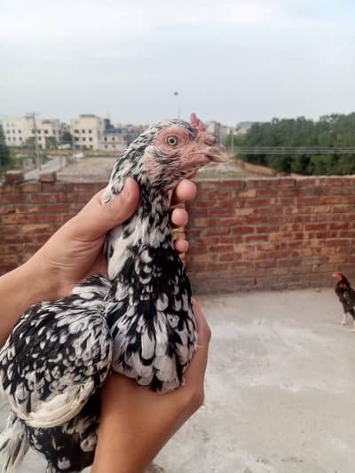 Mianwali Aseel white cheeni murgi