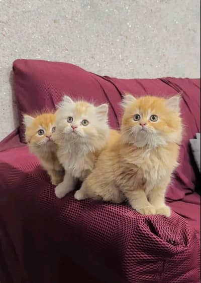 Cat Persian Persian kittens Blue eyes long hair 03/40\58/786\97=⁠_⁠=