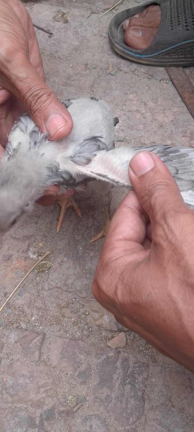 اصیل مرغی کے بچے 0