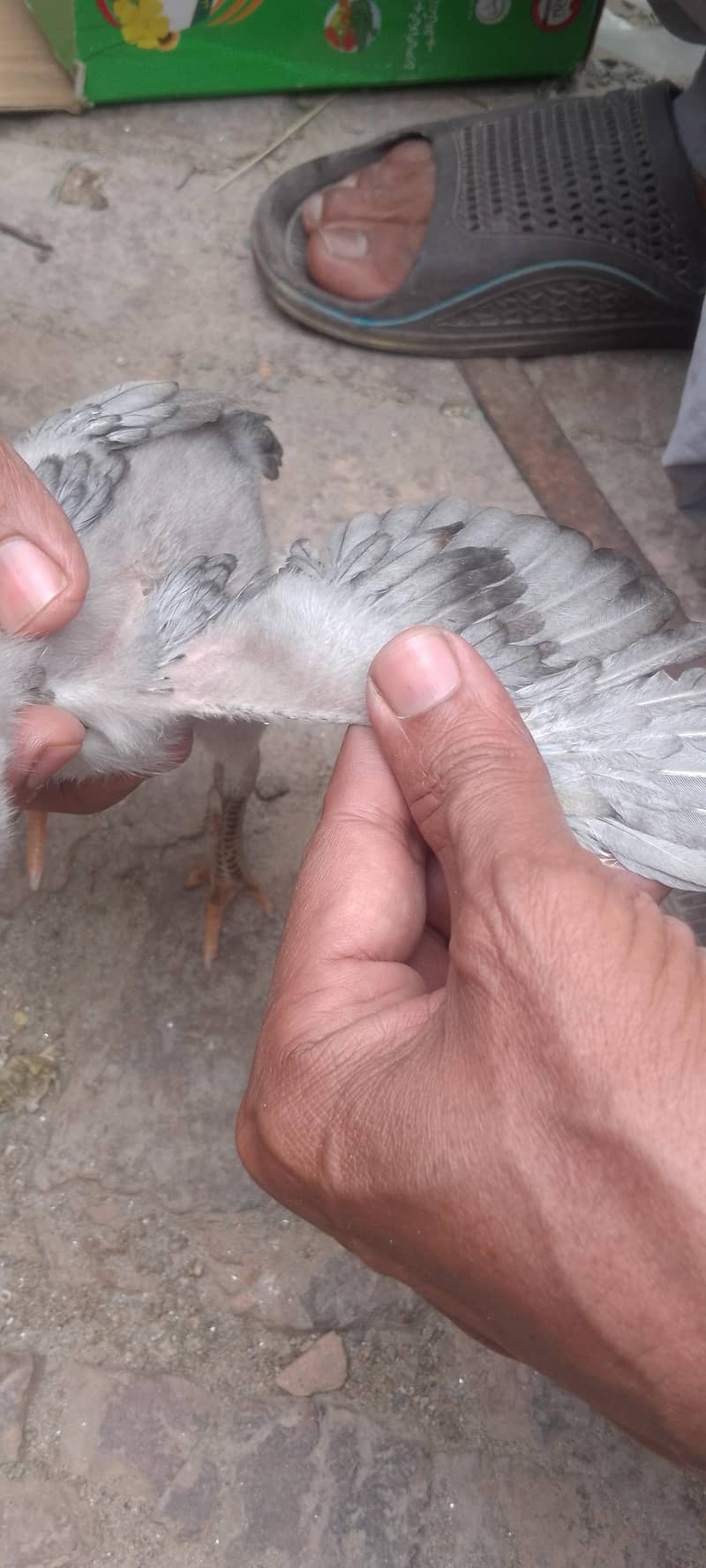 اصیل مرغی کے بچے 1