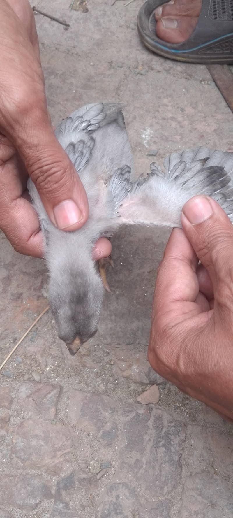 اصیل مرغی کے بچے 2