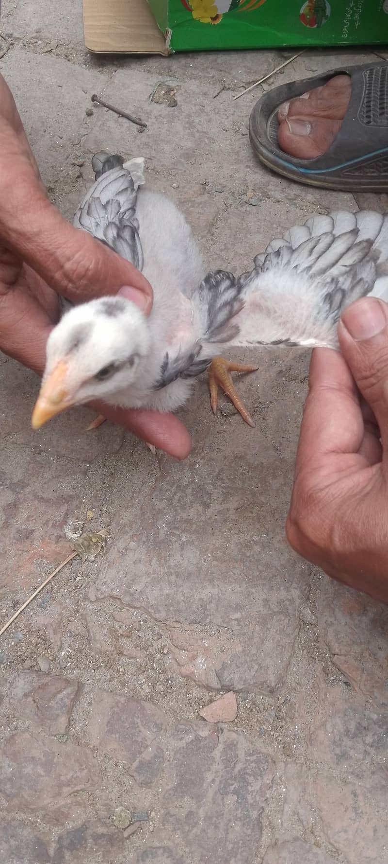 اصیل مرغی کے بچے 4