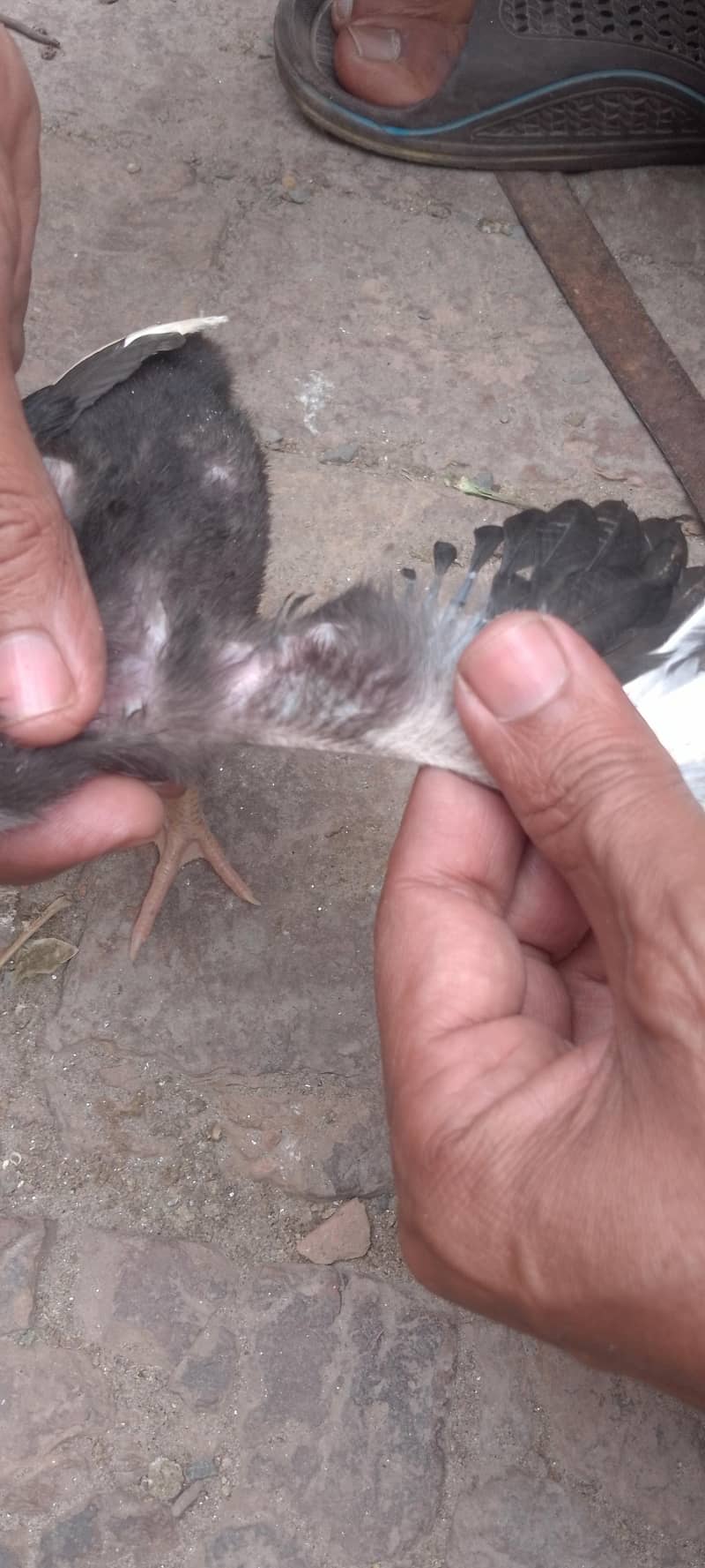 اصیل مرغی کے بچے 5