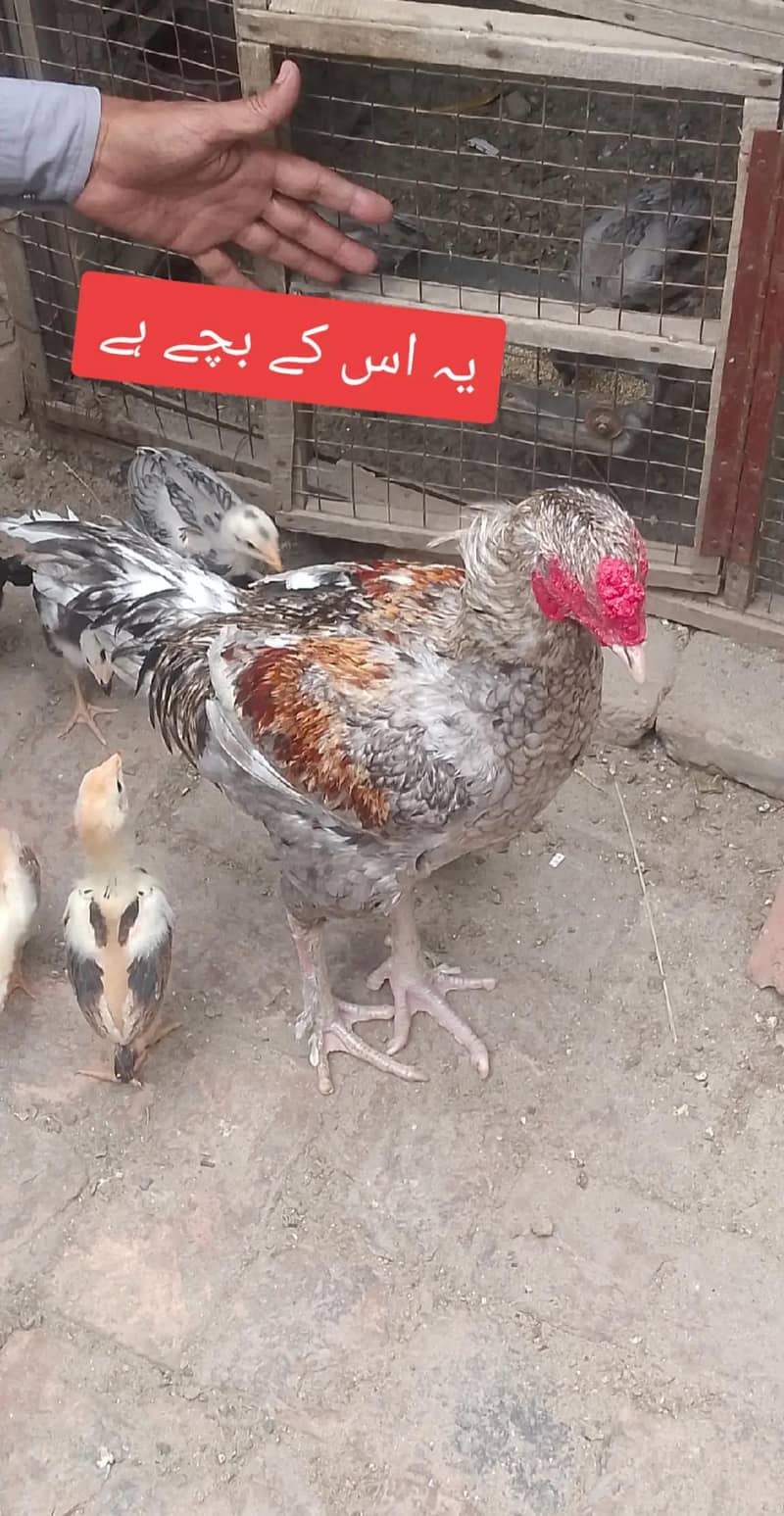 اصیل مرغی کے بچے 8