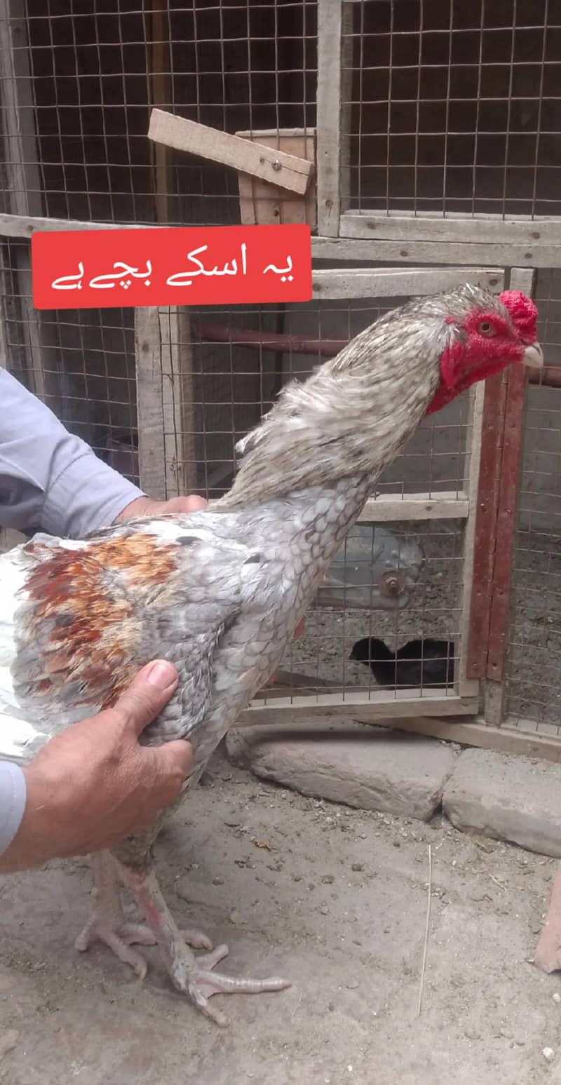 اصیل مرغی کے بچے 9