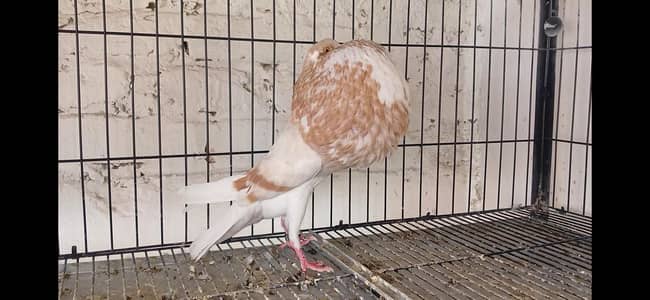 Cream bar/yellow norwich  breadr pair. .