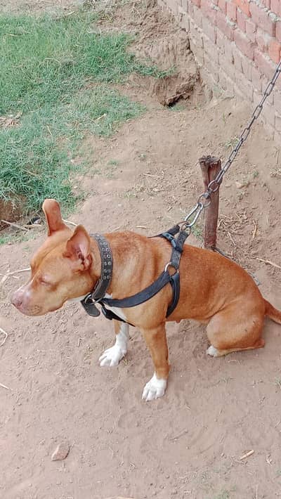 Gameline pitbull female very active healthy or very good for security