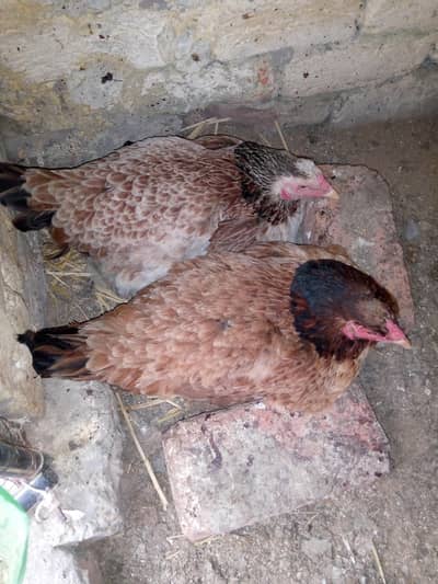 2 kuruk aseel cross female for sale price 3000 pr piece fine