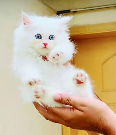 Cat Persian Persian kittens Blue eyes long hair 03/40\58/786\97>⁠. ⁠<