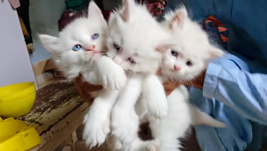 2 Male 1 Female Persian Kittns with Ocean Blue Eyes