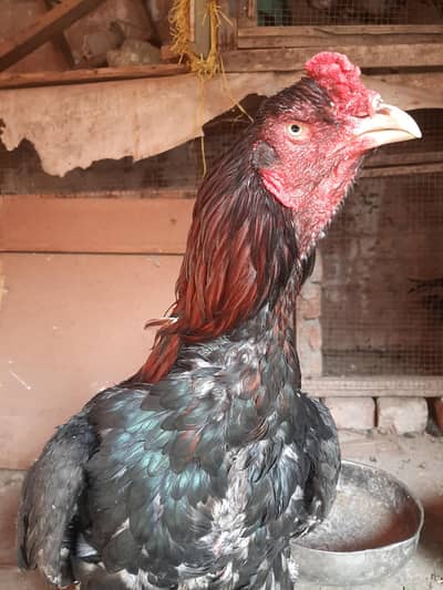 Aseel murga hen breadear top quality